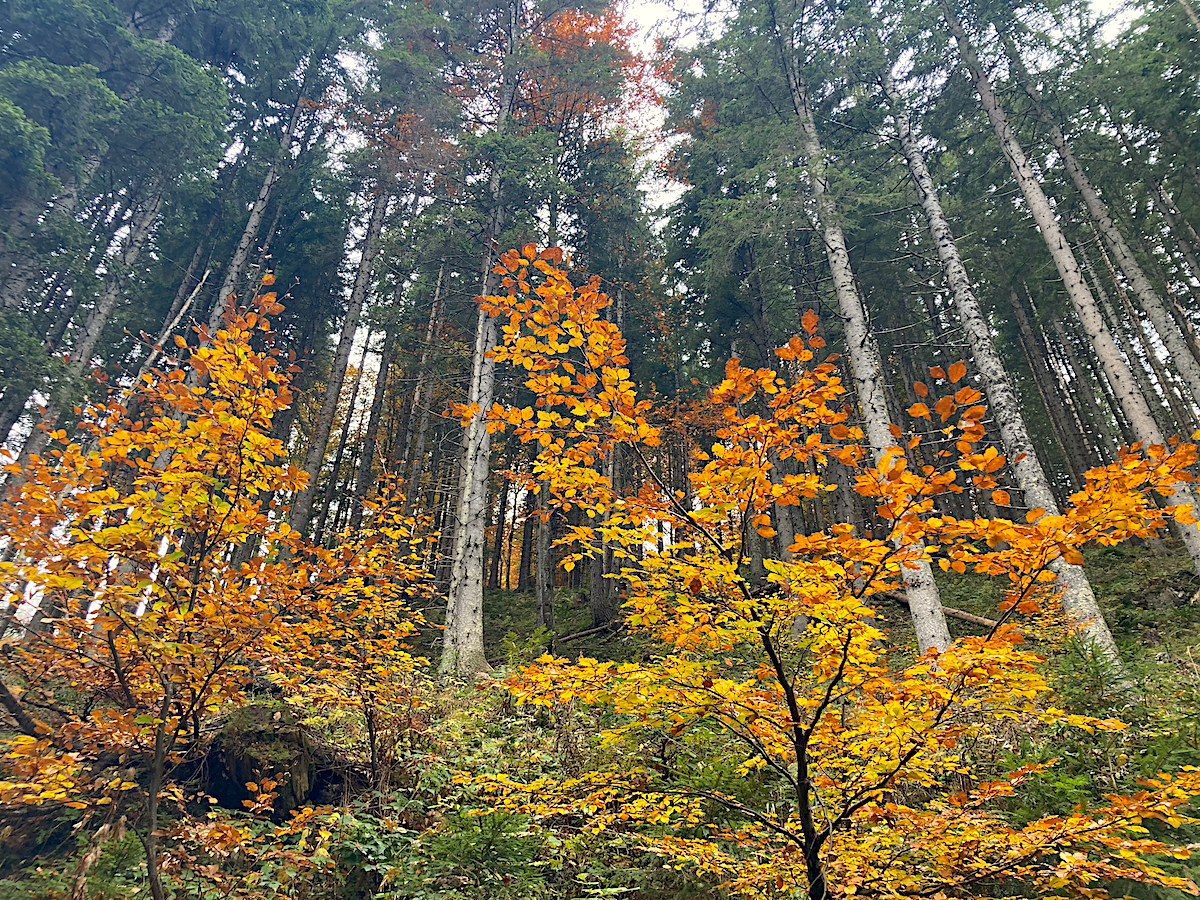 Herbstwald